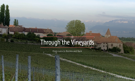 Through the Vineyards